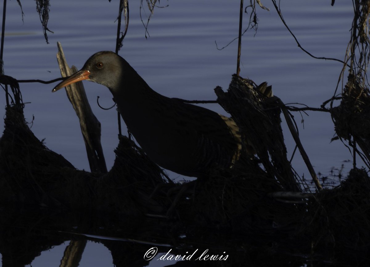 davidlewis642's tweet photo. Payed a little visit to our local Kenfig NNR this morning, plenty of migratory birds there this morning, but the pick was this stunning Waterail taking a sneaky look then taking flight across the water which was so flat calm. 
#Kenfig. https://t.co/3EoREkEAwz