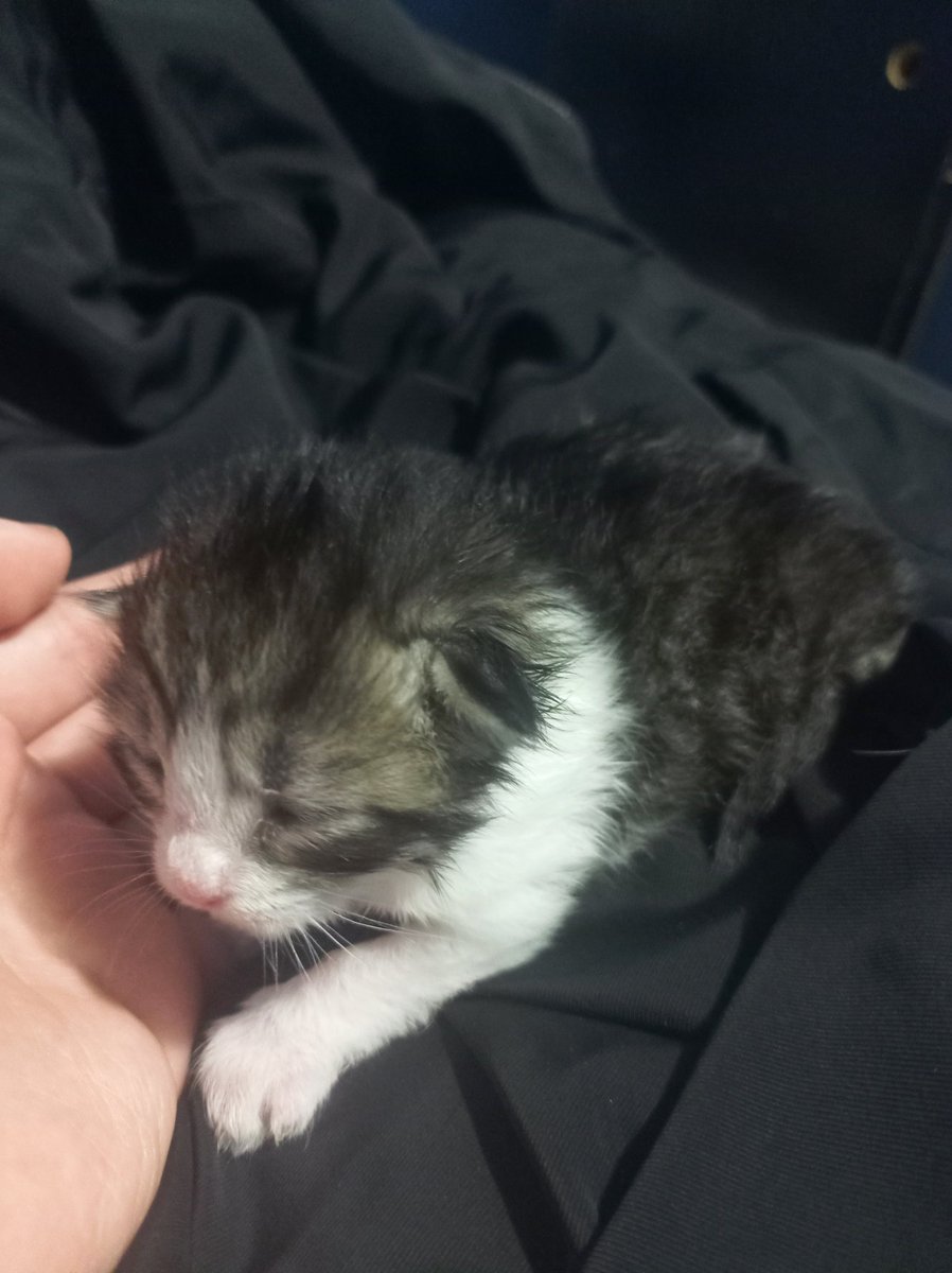 Hola gente hermosa
Vengo a dar una pequeña información
Estamos regalando este gatito que me encontré con mi hermana
Tiene aproximadamente 2 semanas
Nosostros no podemos tenerlo

Si alguien está interesado o saben de alguien que le interese sería de mucha ayuda