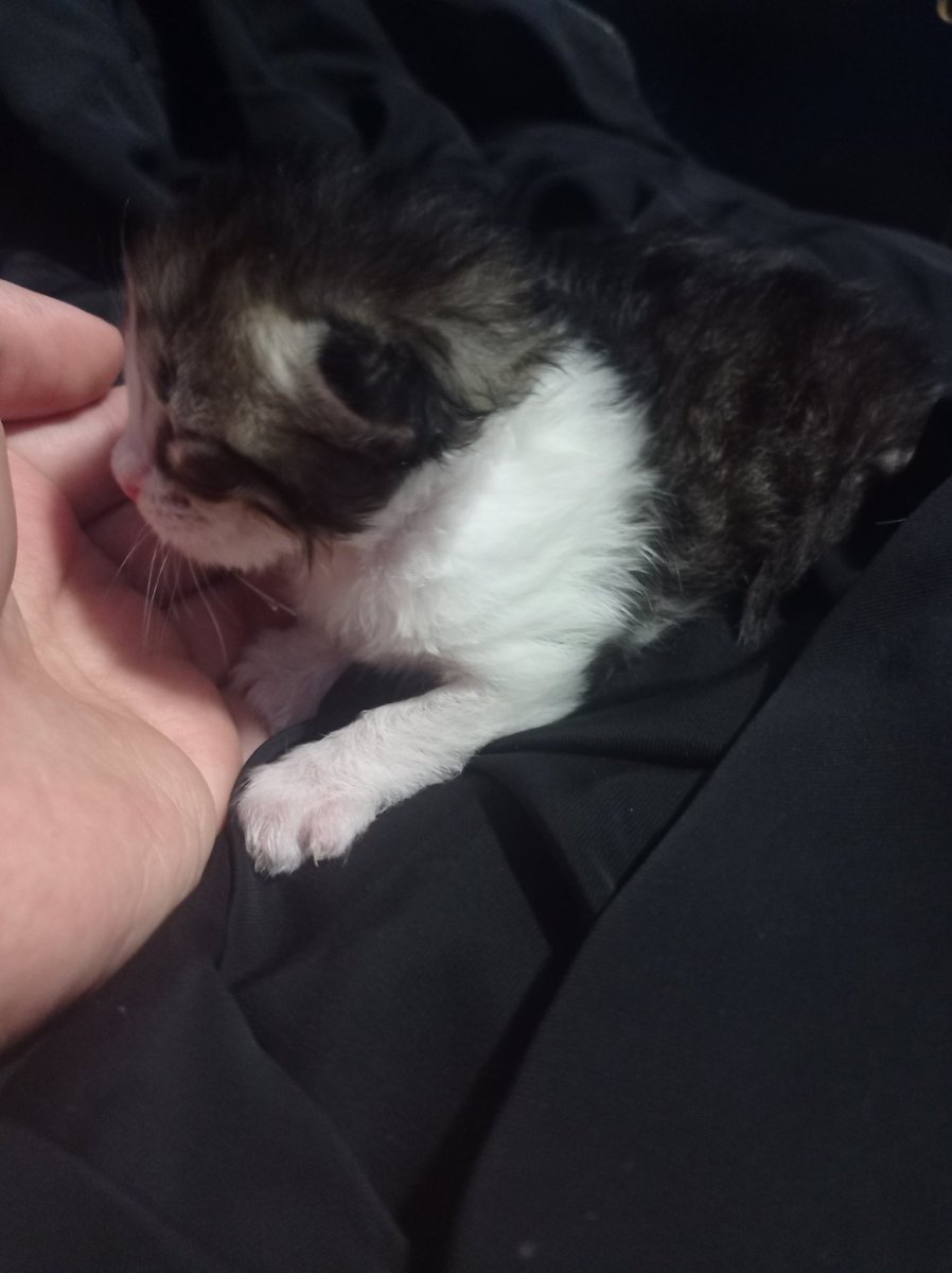 Cos | belcebú tweet media