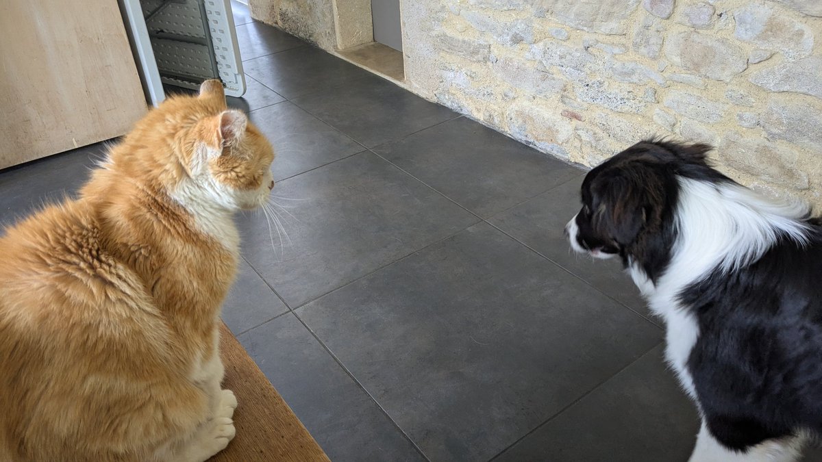 They can't get along... (It's a big cat on the right)