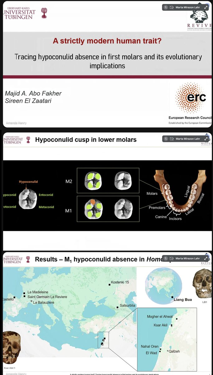 #ESHE2025
Majid Aljaber Abo Fakher ‘A strictly modern human trait? Tracing hypoconulid in first molars and its evolutionary implications’ No LM1s hypoconulid: +% in WEurasia
 ALL earlier homs have it – except: #floresiensis ; earliest absence in W Eurasia: Ksar Akil