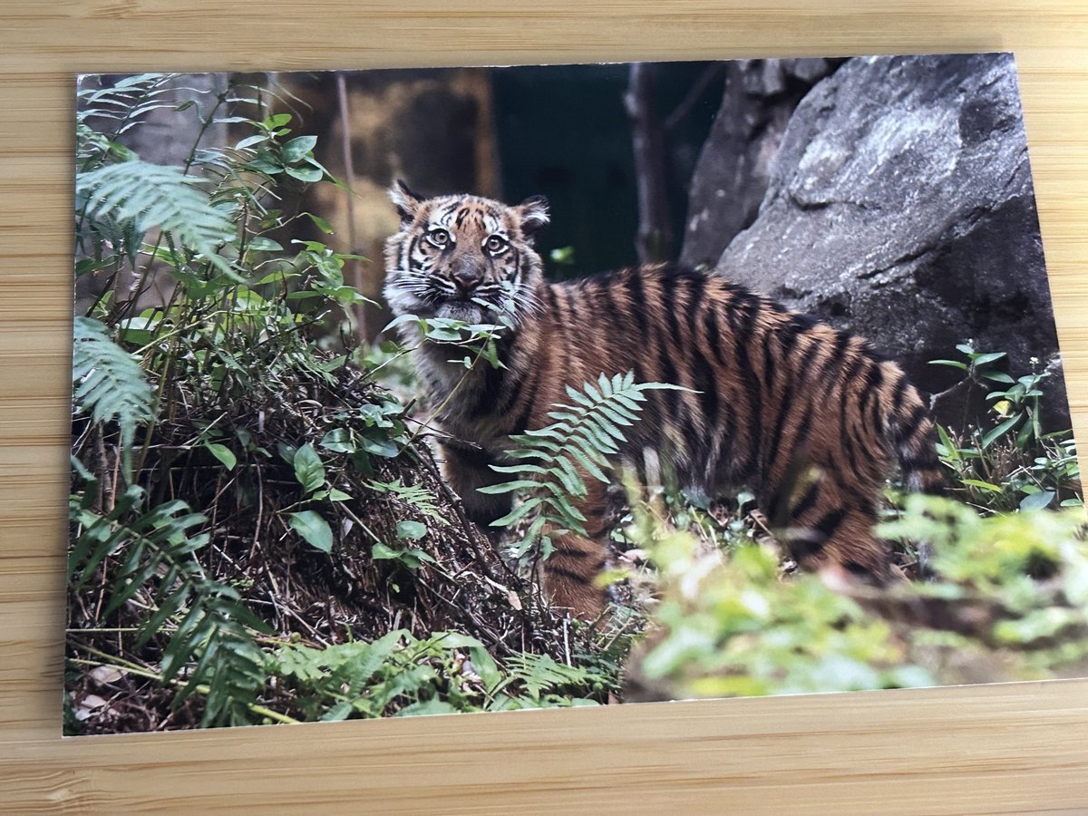 甘党🍡 (@amatou111) / Highlights / X