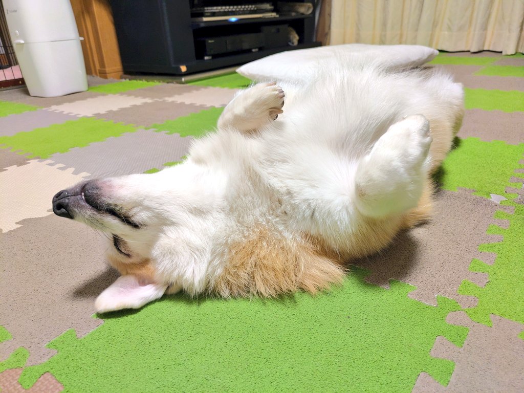 mintjam178's tweet image. 今日も寛いでいますね～🤣前足のお手々が可愛い❤リリーに毎日癒されています(人´∀｀)．☆．。．:*･ﾟ🥰 ＃コーギー ＃コーギーのいる暮らし #いぬのいる暮らし