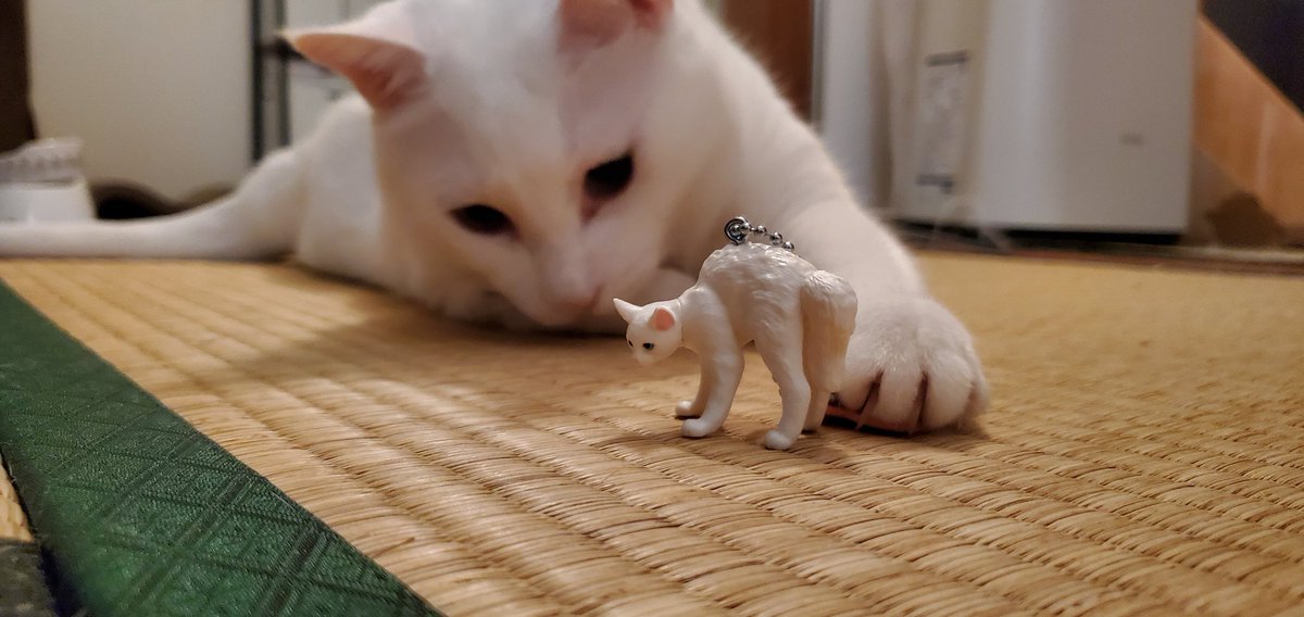 chiho0723's tweet image. ガチャ戦利品

 #やんのか猫 

白がめちゃつなさんやった