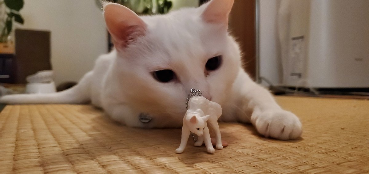chiho0723's tweet image. ガチャ戦利品

 #やんのか猫 

白がめちゃつなさんやった