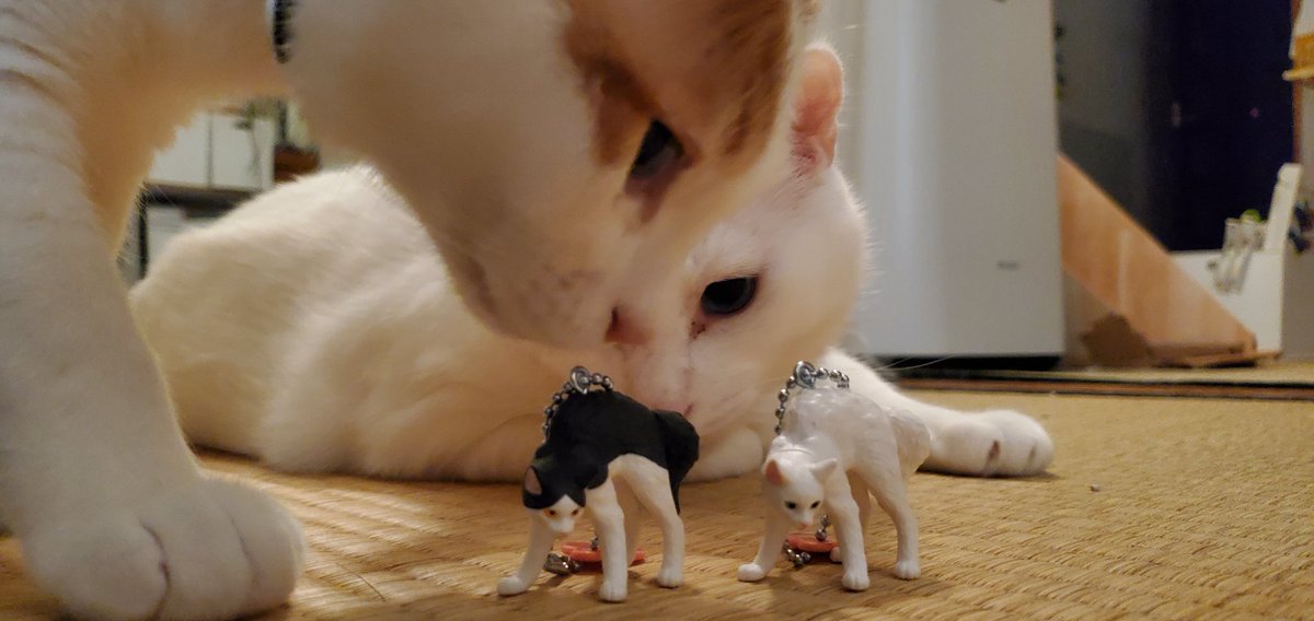 chiho0723's tweet image. ガチャ戦利品

 #やんのか猫 

白がめちゃつなさんやった