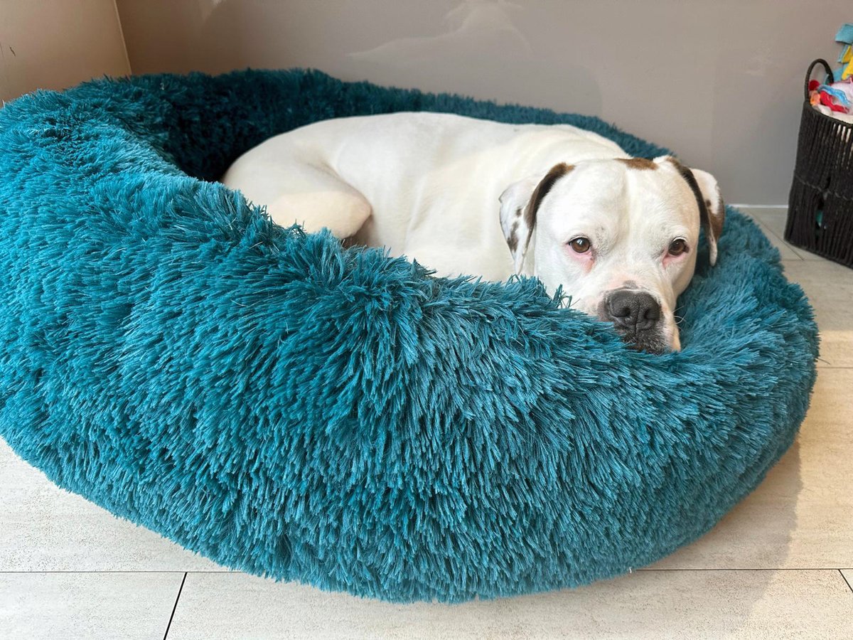 Sadly, shy underdogs like Angel struggle to grab the attention of potential adopters 🥺 Imagine how it feels to watch people pass by your kennel, hardly ever giving you a second look. 19,000+ people have applied to her centre to rehome dogs, but nobody seems to want Angel 💔