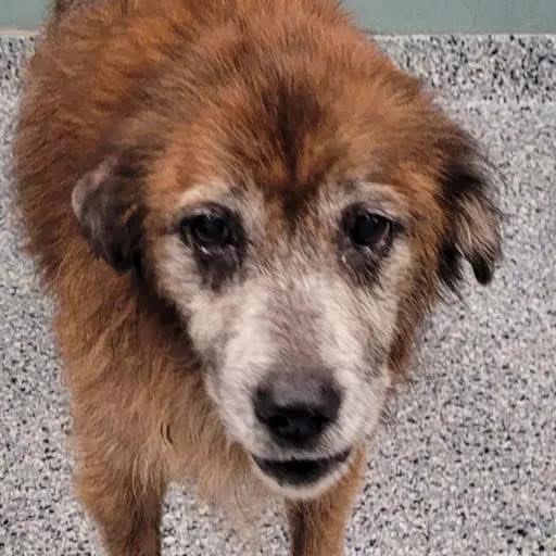 BEGGING U to PLZ save this darling girl!
TOPAZ 12yo 44lbs
Sweet baby needs some tender loving care &amp; a loving home 🏡 
Not death that they have planned for her😭
Gentle, easy going,extremely loving 
PLZ #ADOPT #FOSTER OR #PLEDGE FOR RESCUE 
GreenvilleAnimalControl #SouthCarolina