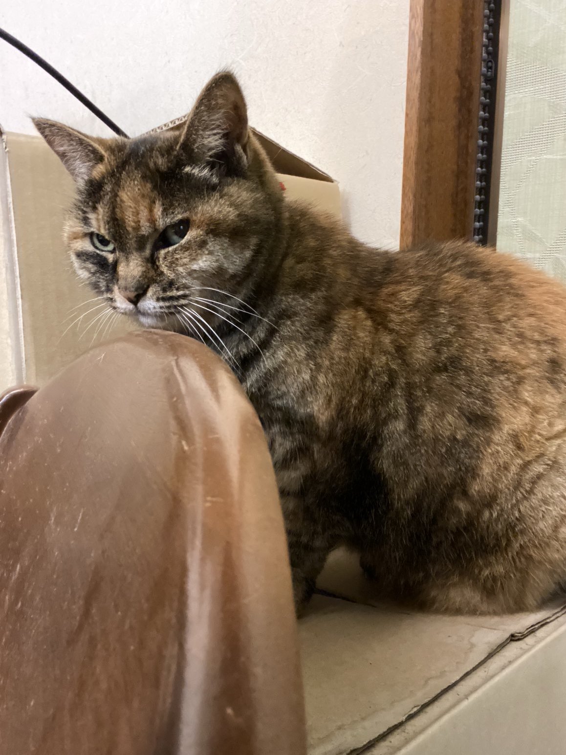 猫先輩 ねこ先輩 on X: 