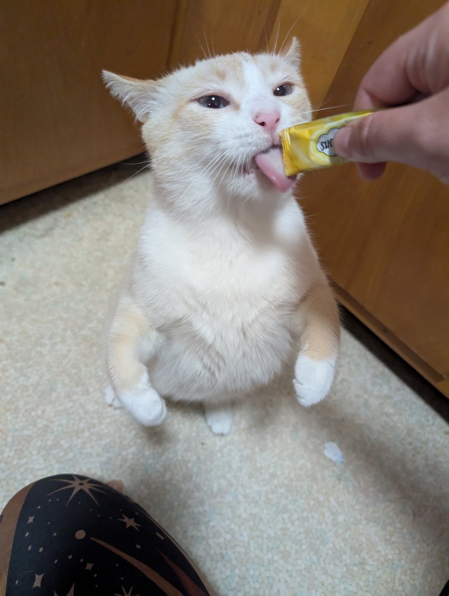 Dumpling and Crab Rangoon, Jasper 🌈 tweet media