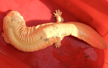 Animals_MDPI's tweet photo. π¦ What makes salamander skin colors so unique?
microRNA/mRNA profiling uncovers hidden regulatory mechanisms in the Chinese giant salamander.
π https://t.co/REVqcEmt3l
#AnimalsDecoded https://t.co/hhUjwpSBi9