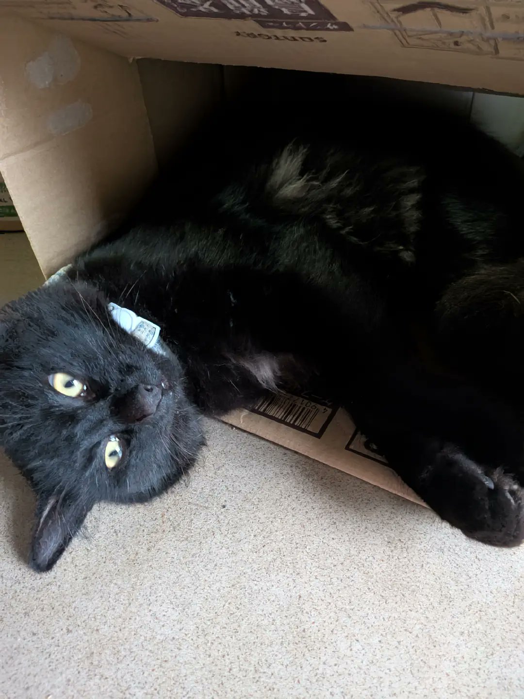 黒猫 まぁちゃん on X: 