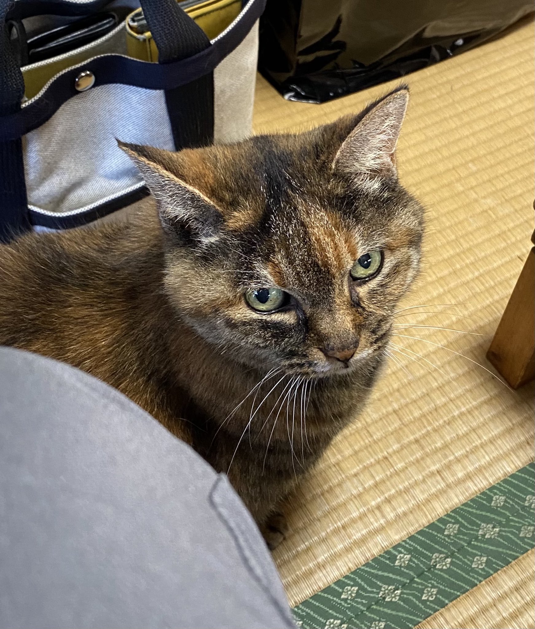 猫先輩 ねこ先輩 on X: 