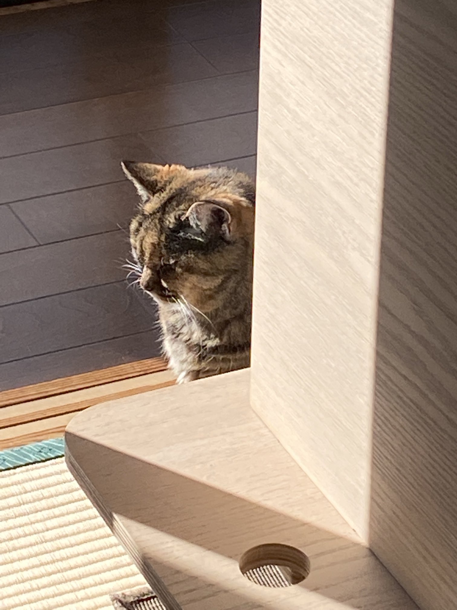 猫先輩 ねこ先輩 on X: 