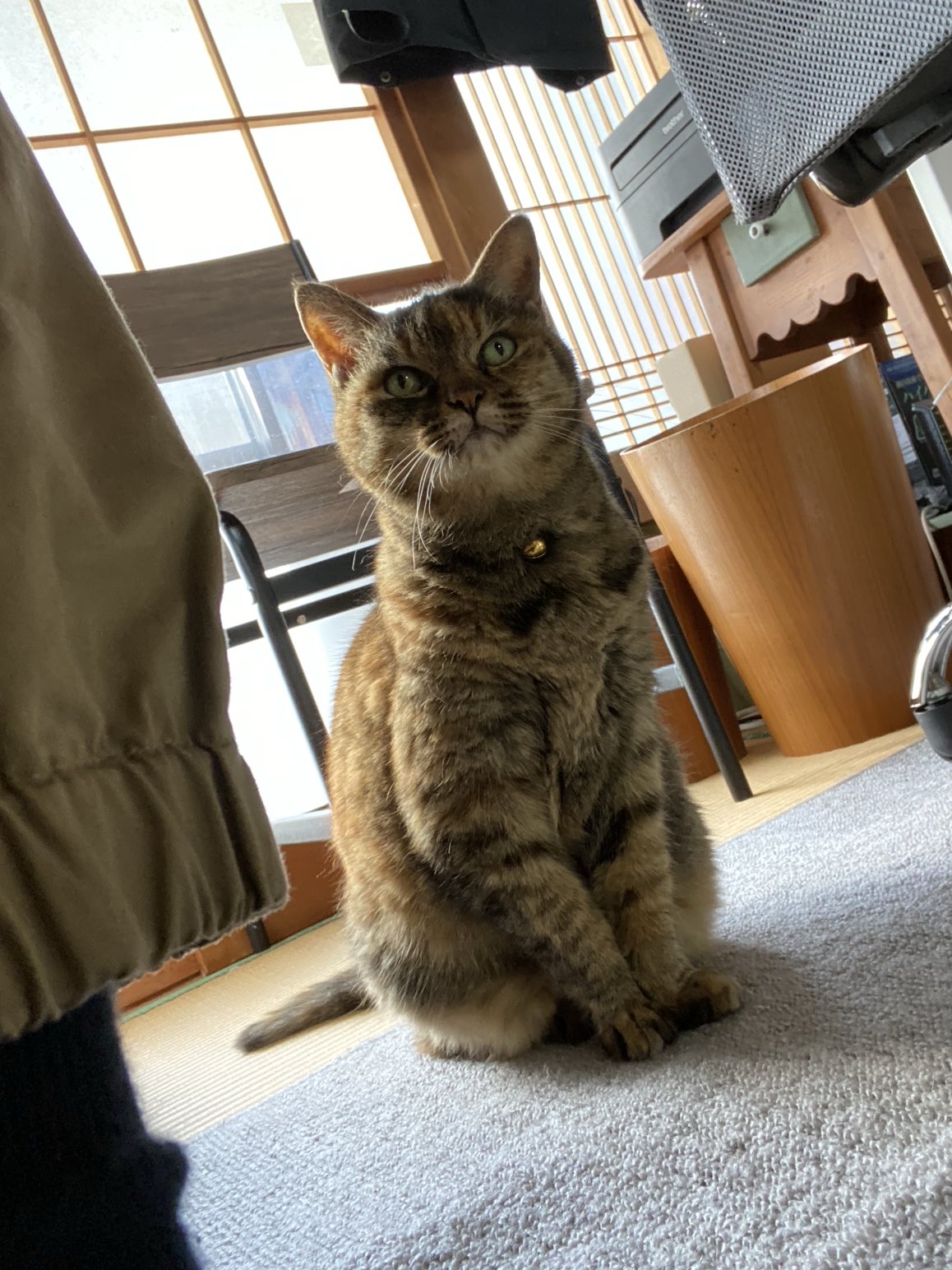 ねこ先輩 on X: 