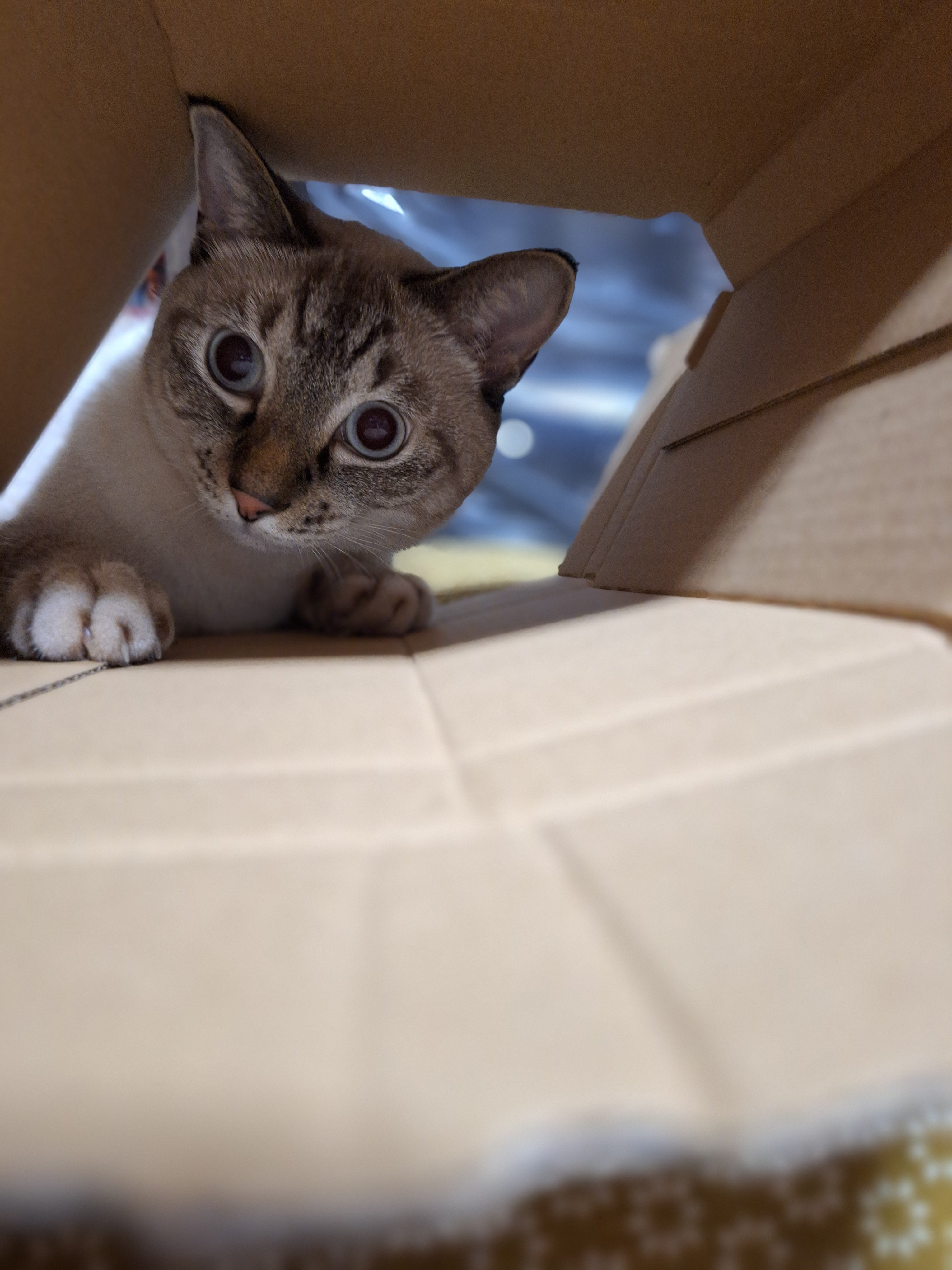 ねこ背 Amazon | C.F.POSH(シーエフポッシュ) スピードメーターケーブル