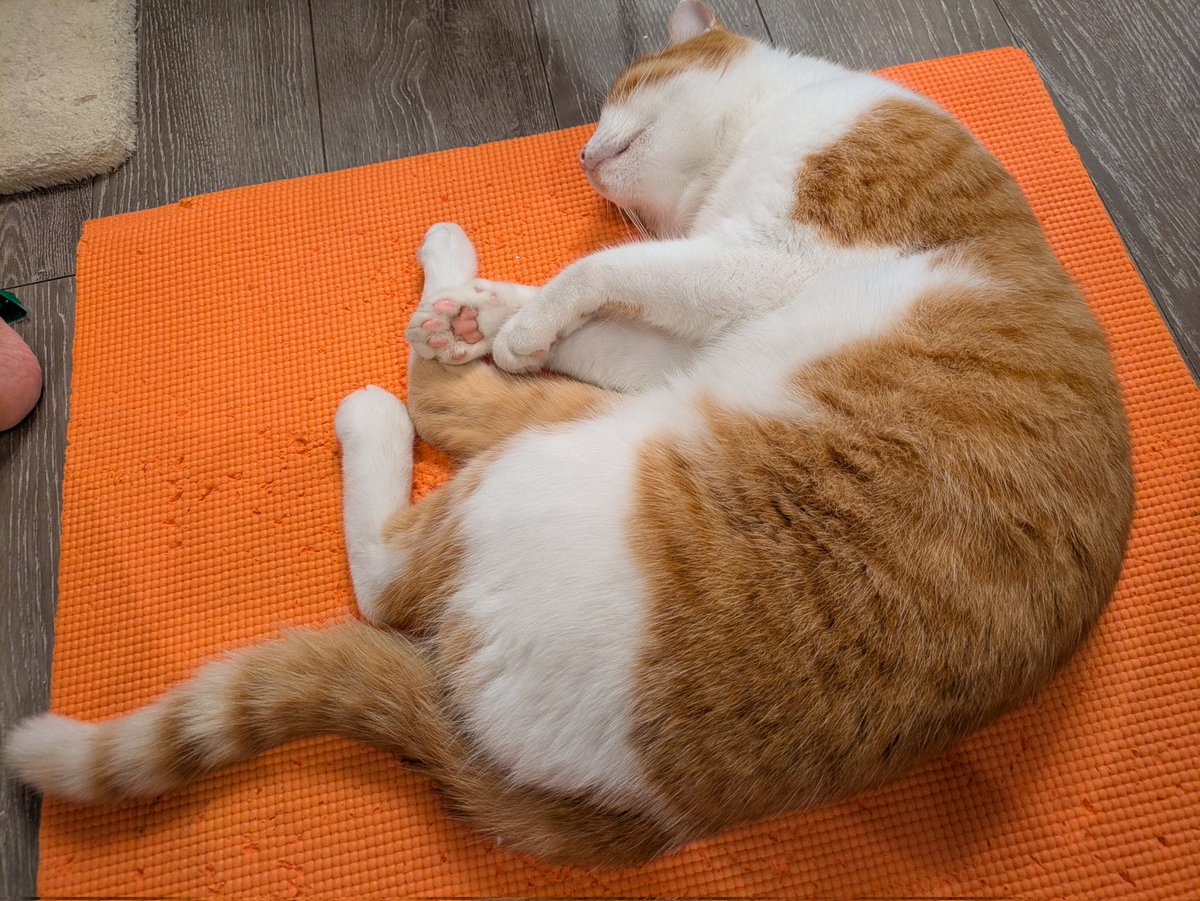 母の必死過ぎる筋トレの足元でよう寝られるな👹

#猫のいる暮らし #猫好きさんと繋がりたい