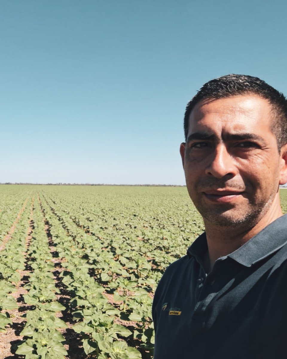 🌻 Seguimiento a campo – Girasol 76 CL

Desde Quimilí, Santiago del Estero, acompañamos el avance de siembra de nuestros híbridos de girasol. En este caso, una implantación en fecha temprana del 76 CL, con seguimiento continuo a cargo de nuestro RTV Enrique Bustos.