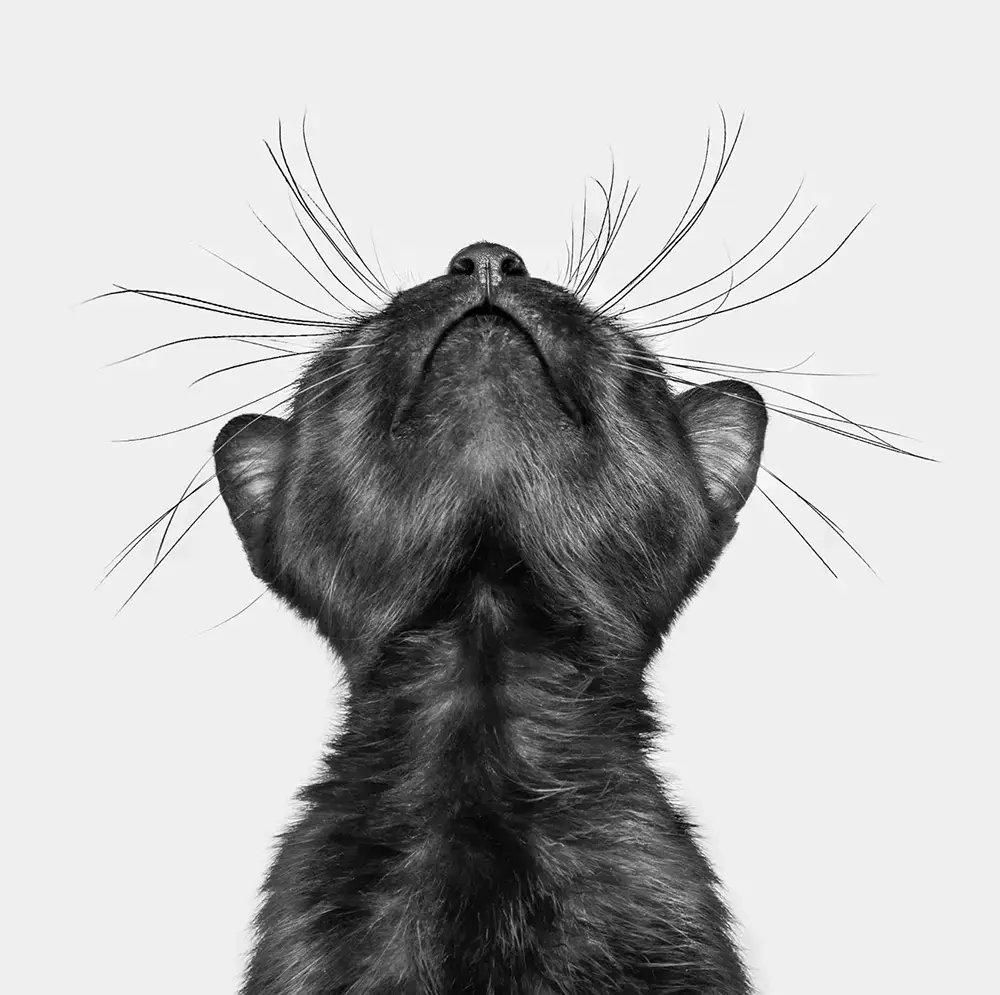 DesignSwan's tweet image. 2025 International Pet Photography Awards Celebrate Pets in Stunning Portraits
designswan.com/archives/2025-…