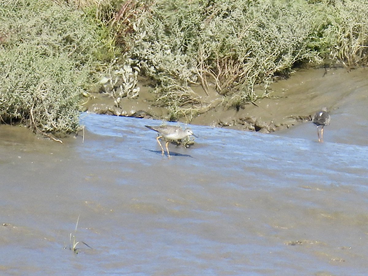 Lesser Yellowlegs showed nicely, this morning, at Loughor, just N of Foreshore Open Space car park. Thanks to finder(s)