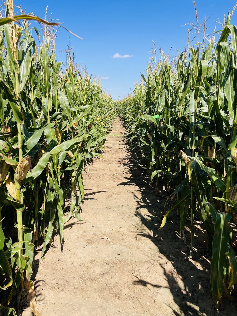 Crop Testing Program - Texas A&M (@tamctp) on Twitter photo Dalhart corn site looking 💯. Sneaking up on harvest for our Dumas & Spearman sites - Dalhart probably a few weeks out. #corn #varietytrials #tamuctp #hybrid #agronomy #farm #rowcrops Dalhart corn site looking 💯. Sneaking up on harvest for our Dumas & Spearman sites - Dalhart probably a few weeks out. #corn #varietytrials #tamuctp #hybrid #agronomy #farm #rowcrops