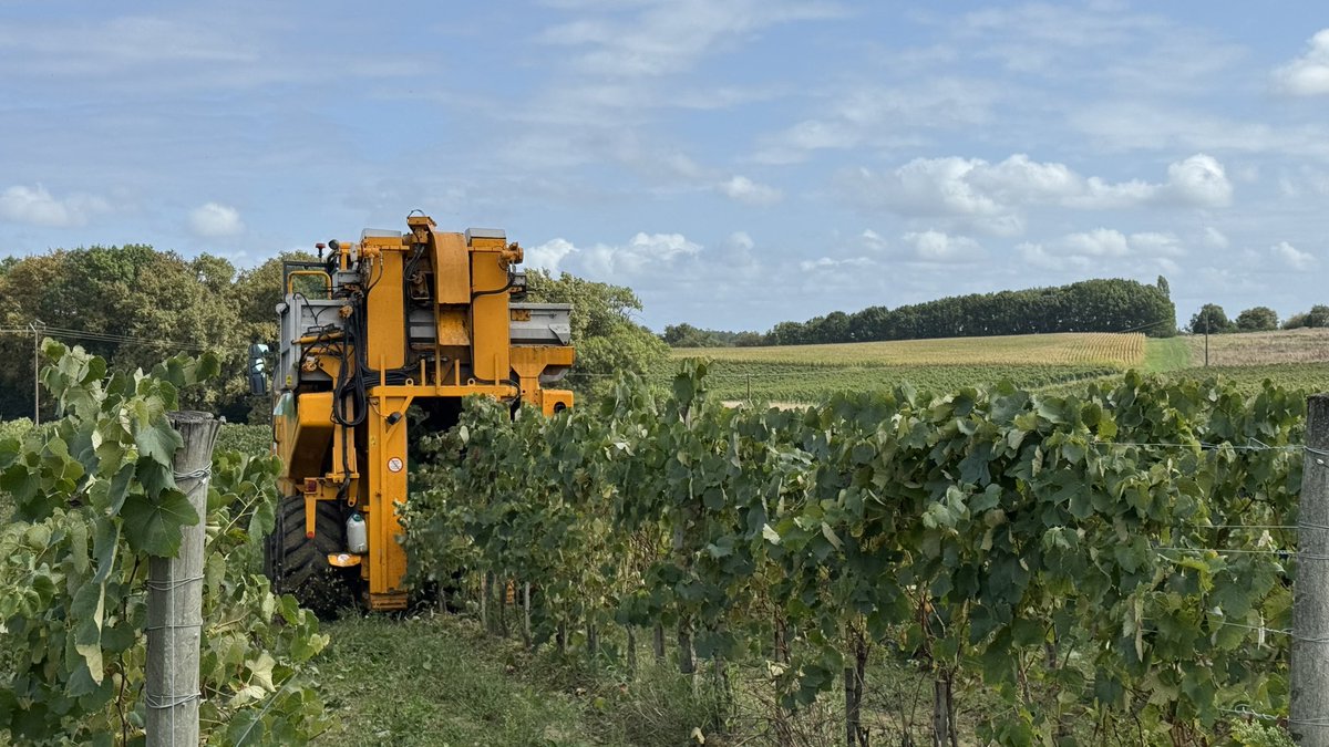 アルマニャック用ブドウの収穫マシーン✨️

ブドウの蒸留酒に興味のある方は是非チェックしてみてください↓
shop.elevesousbois.com

#アルマニャック好き