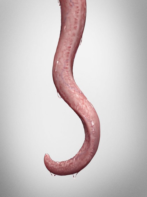 今日の触手
個人的ベーシック触手🪱 