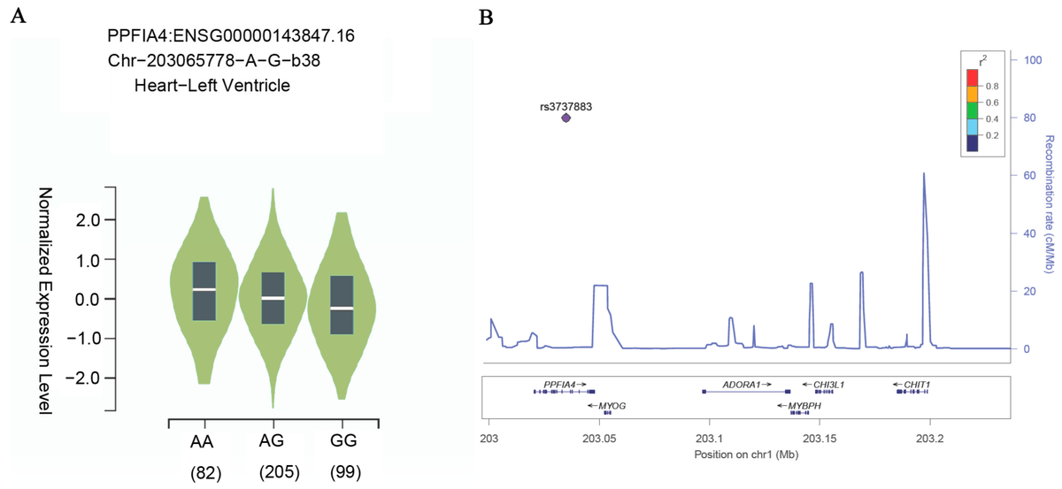 LabMedMDPI's tweet image. 📢New paper published! #AtrialFibrilation #OpenAccess 
"SNP rs3737883 in PPFIA4 Gene Associated with Atrial Fibrillation Risk: A Case–Control Study in a Chinese Population"
by Jiahui Zhuo et al. 
📖Read the full article at mdpi.com/2813-9038/2/4/…