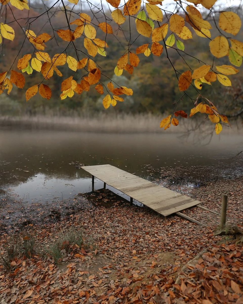 Sevdiğinle sonbaharda gidilecek en güzel yerlerden Sarıyer, Belgrad Ormanı’na git.