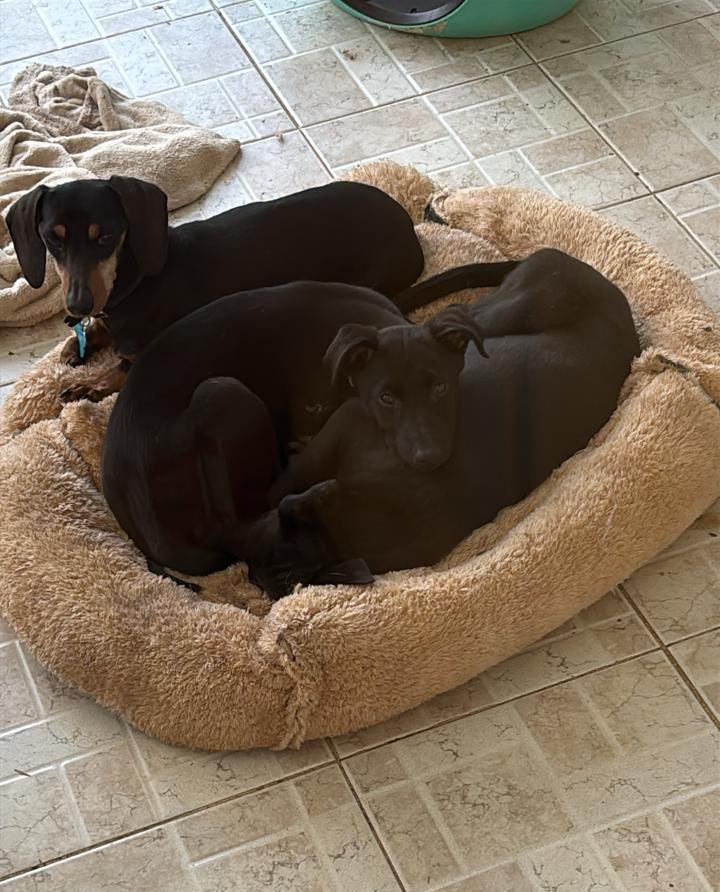 Le quiero contar que tenemos en adopción muchos perros negros, y si bien nunca son los primeros en irse, estos días nadie nadie pregunta por ellos
Tenemos a Guayaquil, Obsidiana, Batman, meme, Turmslina, negrito, Chipa y Mbeyu
Necesitan un hogar y son los menos elegidos 😞