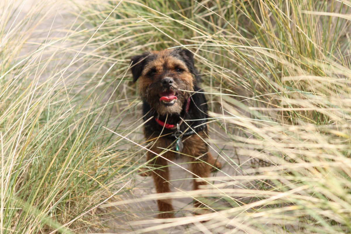 Stanley in the dunes #ThrowbackThursday