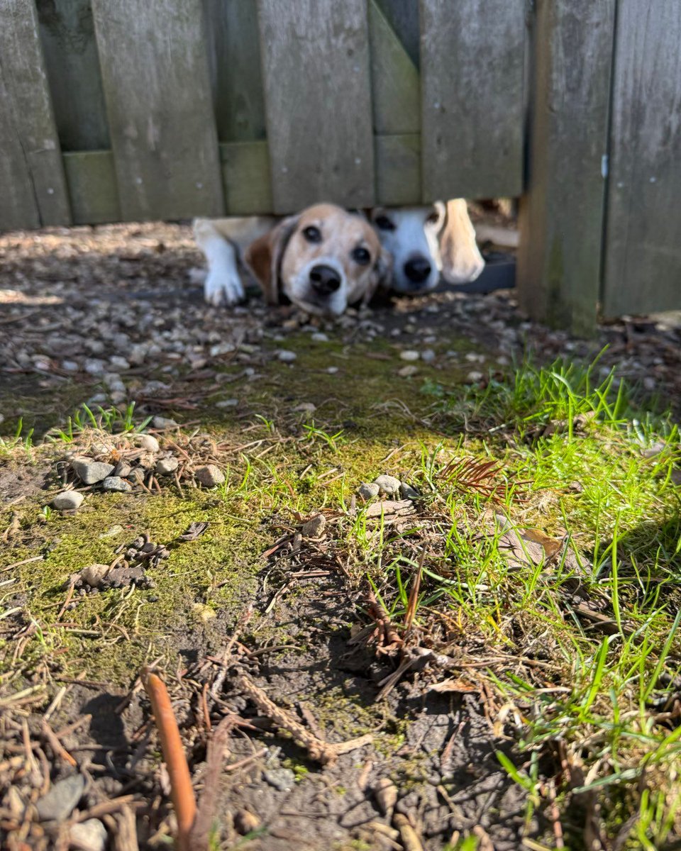 Our researchers have confirmed that #beagles greet returning humans with enthusiastic displays of affection, regardless of absence length or reason. #beaglefacts

📷 <a href="/h_myles/">🇨🇦Oskar & Stanley 🇨🇦☮️</a> / Twitter