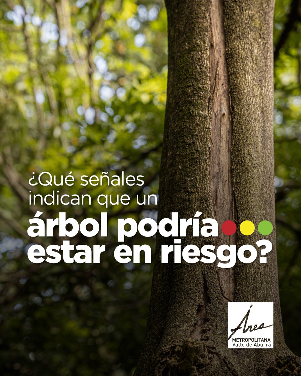 Areametropol's tweet photo. ¿Sabes cómo identificar un árbol en riesgo?🌳
Aquí te contamos cómo reconocerlo y a quién acudir en caso de una emergencia☎️ con el arbolado urbano. https://t.co/F4lKIQ2M9Q