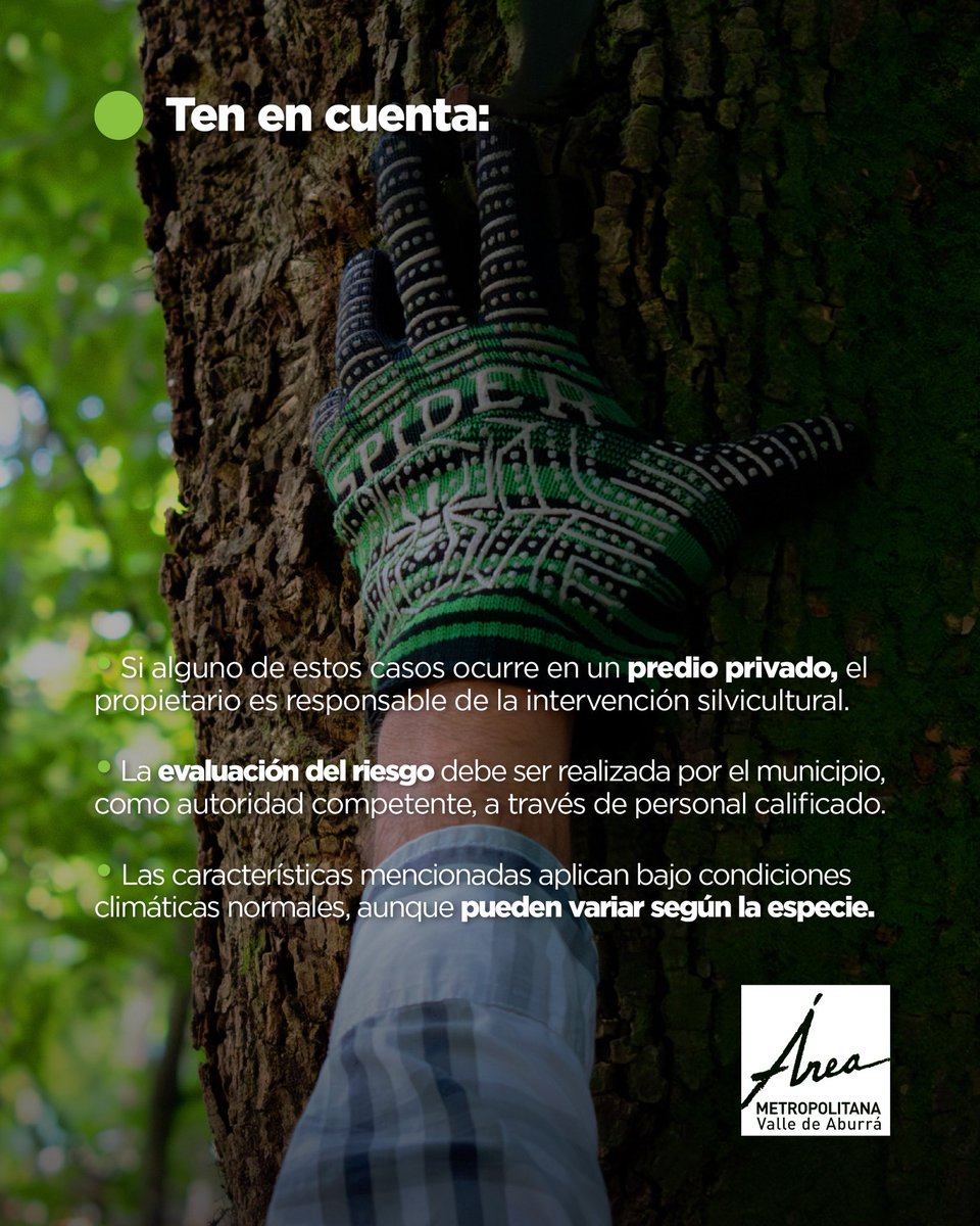 Areametropol's tweet photo. 🌡️ Recuerda que la función de los árboles es fundamental para mantener el aire limpio, regular la temperatura, brindar sombra ☀️, refugio a la fauna 🐦y equilibrio al ecosistema de la ciudad. 🌎💚

🌱Cuidarlos es proteger nuestra vida y nuestro entorno.🤝 https://t.co/kHggpBJt1j