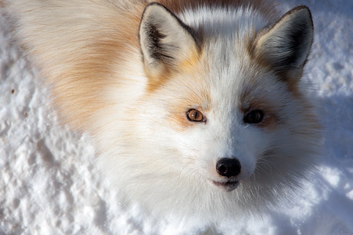 LIA🦊🔖へっぽこ tweet media