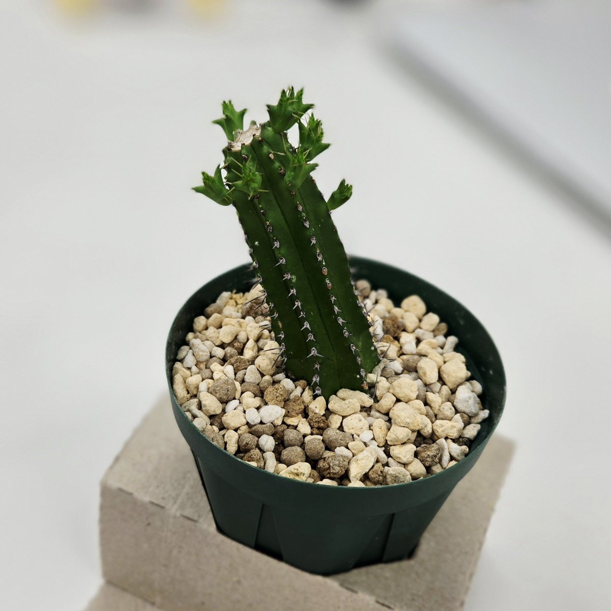 札付き♥️ラコロ✕ノバヒネリアナ✨ 多肉植物 - Search / X