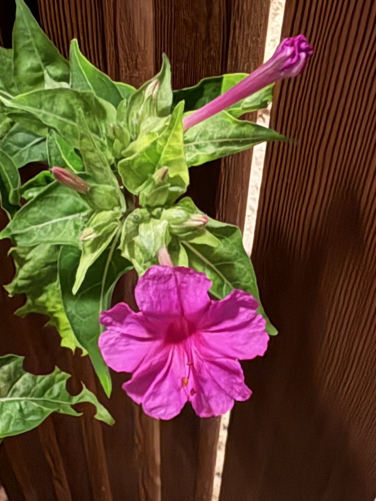 くら🌱🐑🌱🌳🌳🌳🌳🌳 (@6gTOMQroTvxe3aW) / X