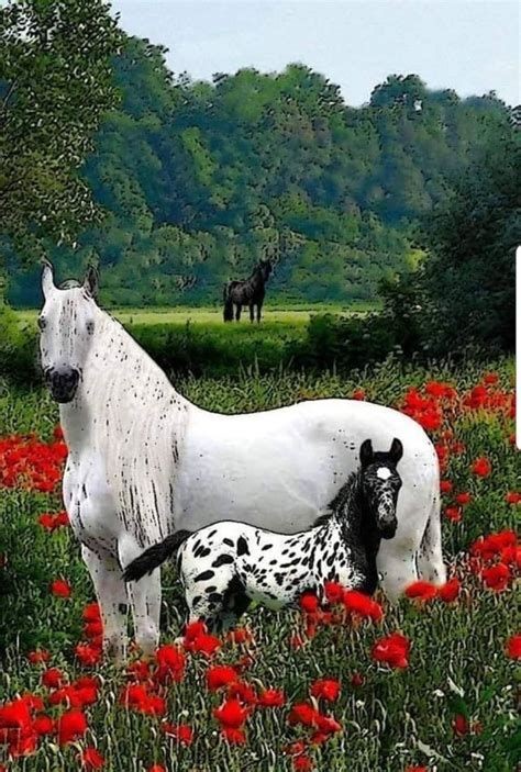 #TeamStallion
<a href="/LauraM24960/">LAURA 👑</a>
<a href="/4Usmn/">𝓡𝓪𝓷𝓪 𝓤𝓼𝓶𝓪𝓷</a>
<a href="/lumpie125/">lumpie125</a> <a href="/bluea125/">BlueA125</a>
<a href="/MARTHA_CAN2/">MARTHA 👑</a>
<a href="/MirnaVernal/">👑 MIRNA 🛍🛍</a>
<a href="/DianeDaQueen/">🌹Diane🌹</a>
<a href="/Jameshenry1970/">James Henry</a>
<a href="/caitorosales/">ricardo rosales</a>
<a href="/Luisa1E/">Luisa Elena 🌹Luisa🌷</a>
<a href="/Luisa1Queen/">.•° ✿ °•. LuisaElena ꧂🌹</a>
<a href="/LuisaLaRosa/">Luisa🌹</a>
<a href="/AniBaldovinos/">🍃🌻 ANA MARIA 🌻🍃</a>
<a href="/nuvisionquestt3/">🦅NU_VISION_QUEST_TYPE3🏹</a>
<a href="/DianeElQueen/">🌹Diane🌹</a>
<a href="/MARTHAMUSSY/">⚘MARTHA MUSSY ⚘</a>
<a href="/Siogo61/">@siogo61</a>
<a href="/ginestarros/">SuperGina♥️💚♥️</a> <a href="/ginaaaaa24/">SuperGina♥️💚♥️</a>