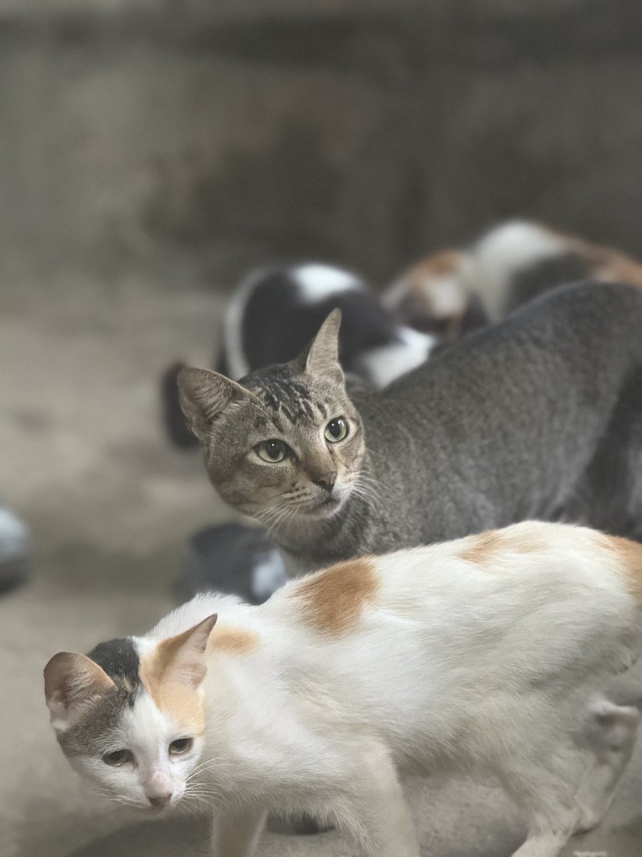 My babies 🐈🐱