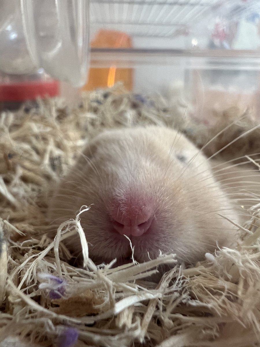 鼻