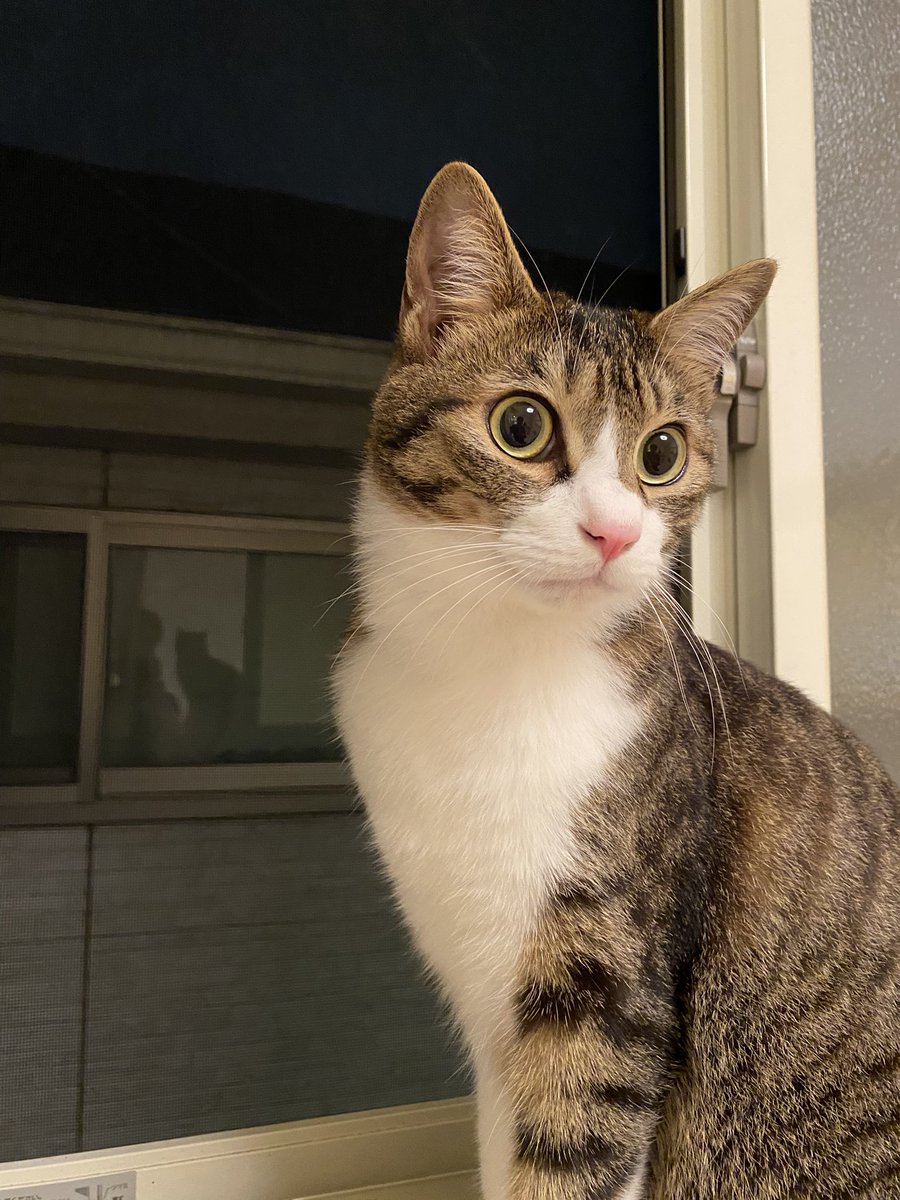ご主人、なかなかのイケ猫に見えませんか？😼
#イケ猫　#キジシロ ＃猫好きさんと繋がりたい