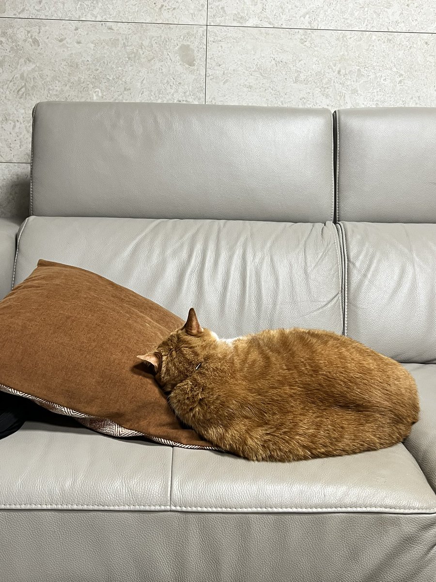 퇴근 한 누나를 등으로 맞이해줌 누나도 반가워~