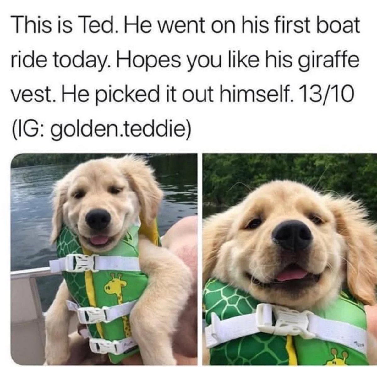 Puppies 🐶 tweet media