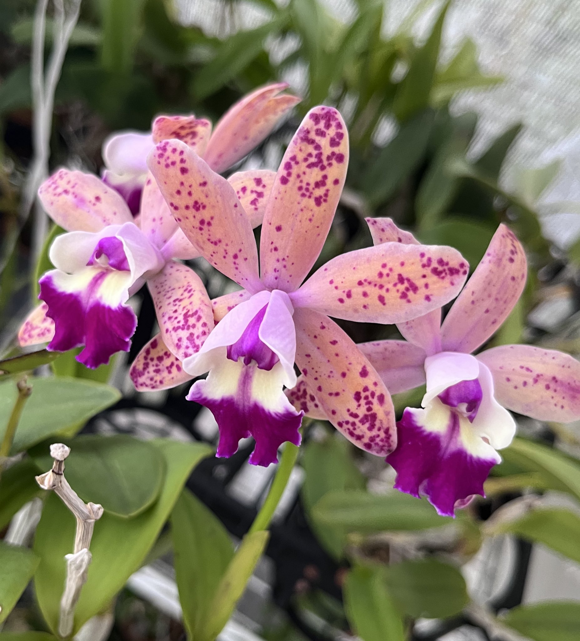 トロピカルランド 紅‎(美紅は美課金) on X: 