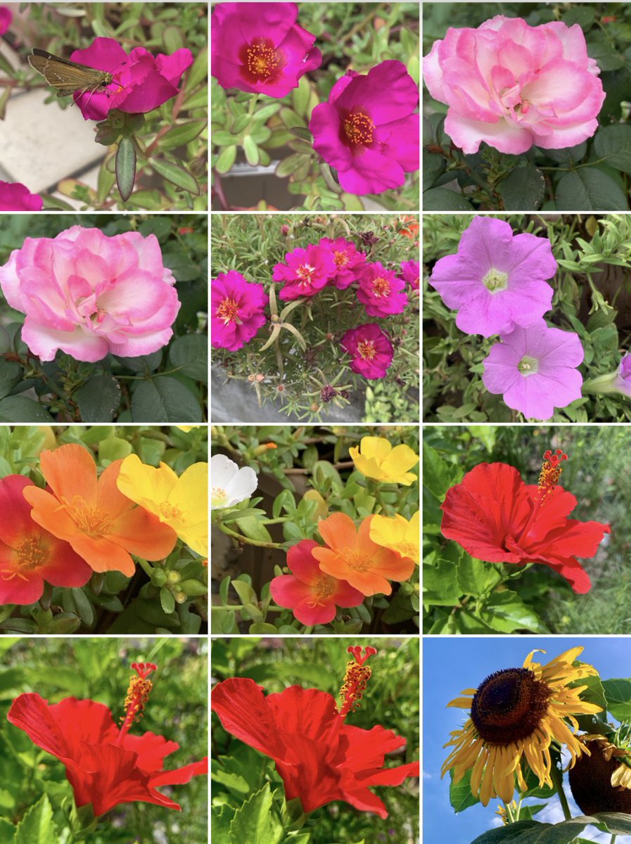 フォロワーの皆さま👥&amp; いつも イイね❤️を頂いている皆さま

仕事の人員関係でしばらく某都市で単身赴任する事になり、残念ながらその間、ポストを控えさせて頂く事に致しました。
また復帰した際には、よろしくお願い致します。
ありがとうございましたm(._.)m

#ＴＬを花でいっぱいにしよう #花写真