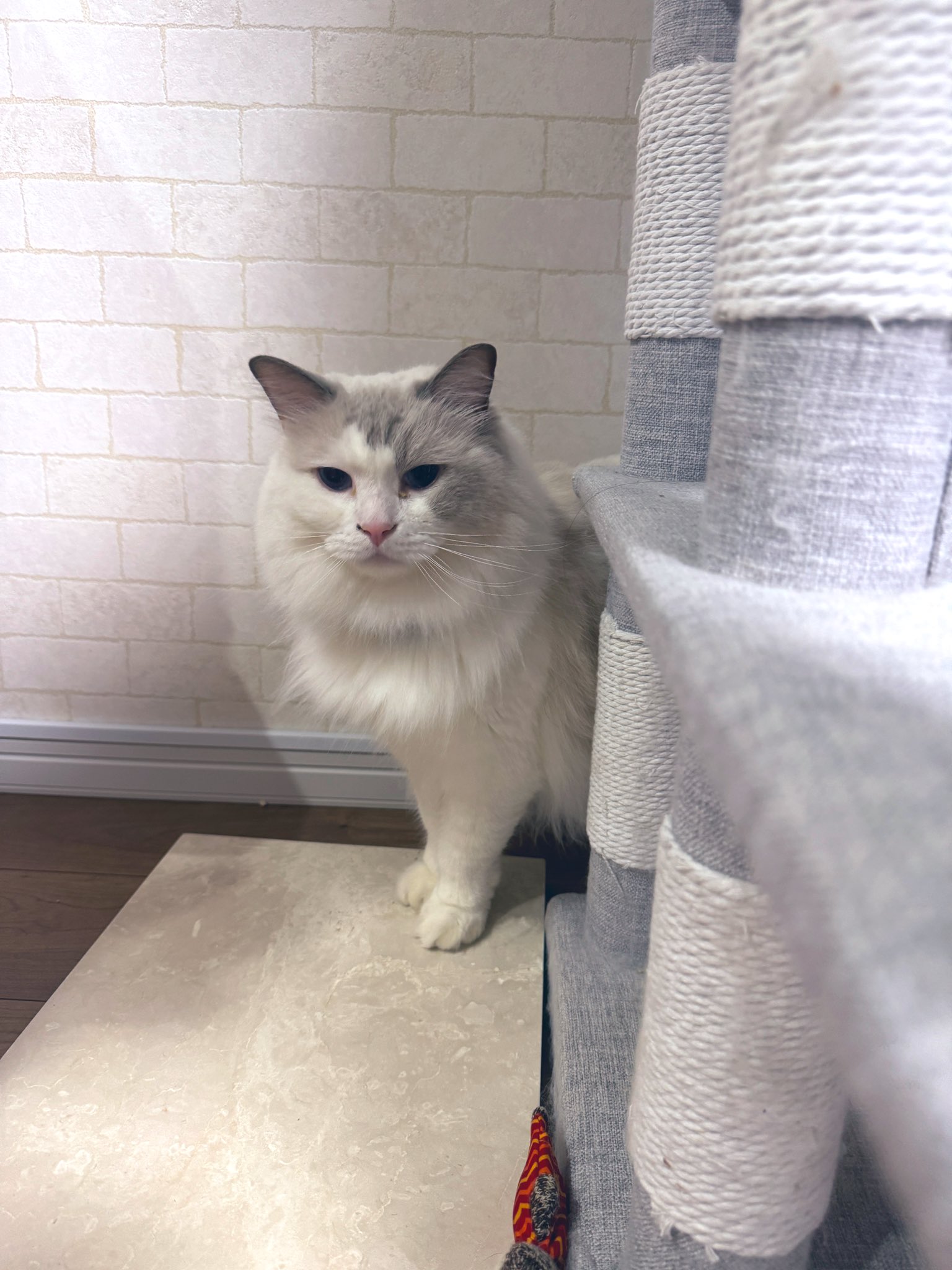 けあねこ(=^・^=) 林揚羽／あげ on X: 