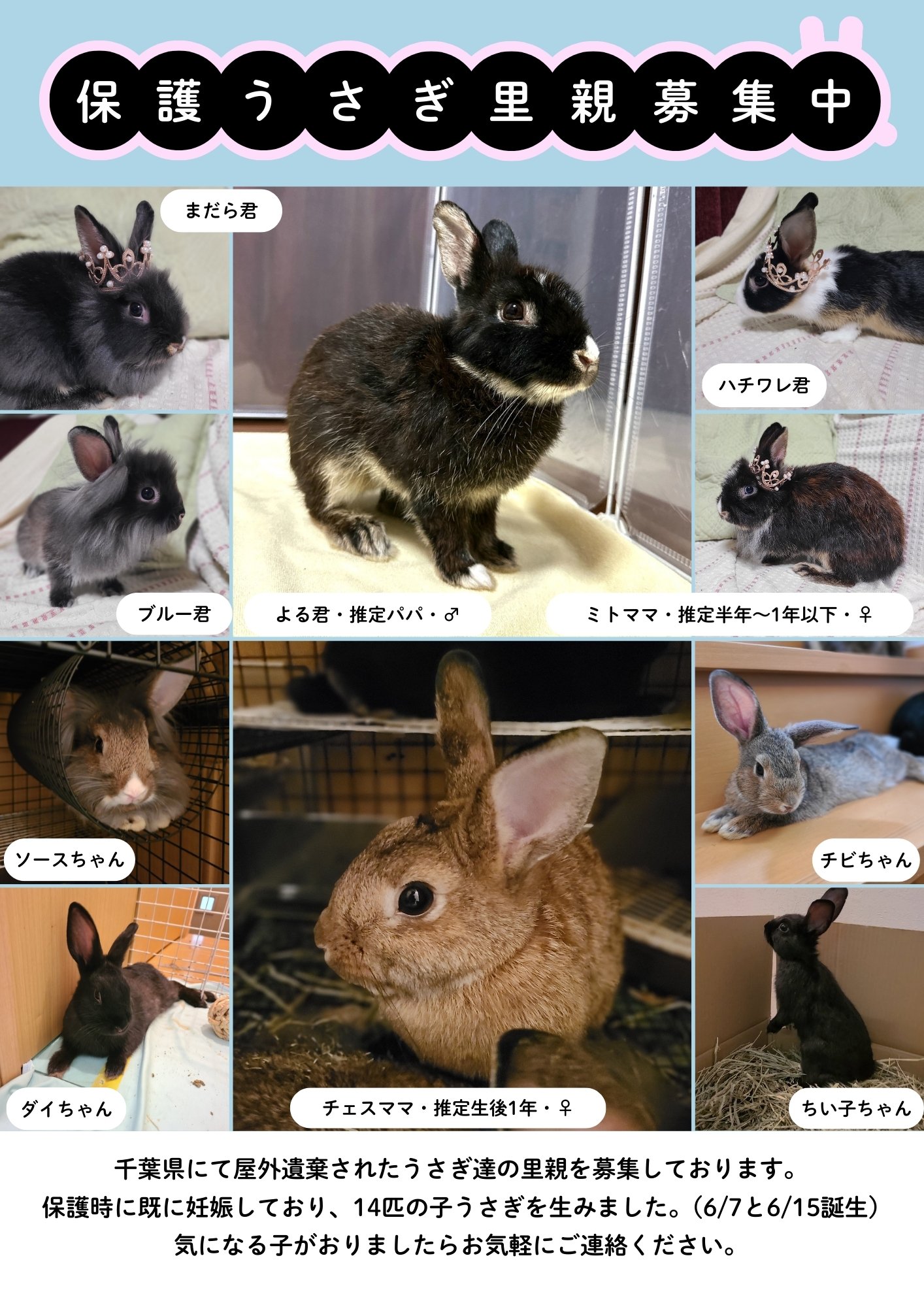 うさぎXうさぎ 🩶うさぎのもふ on X: 