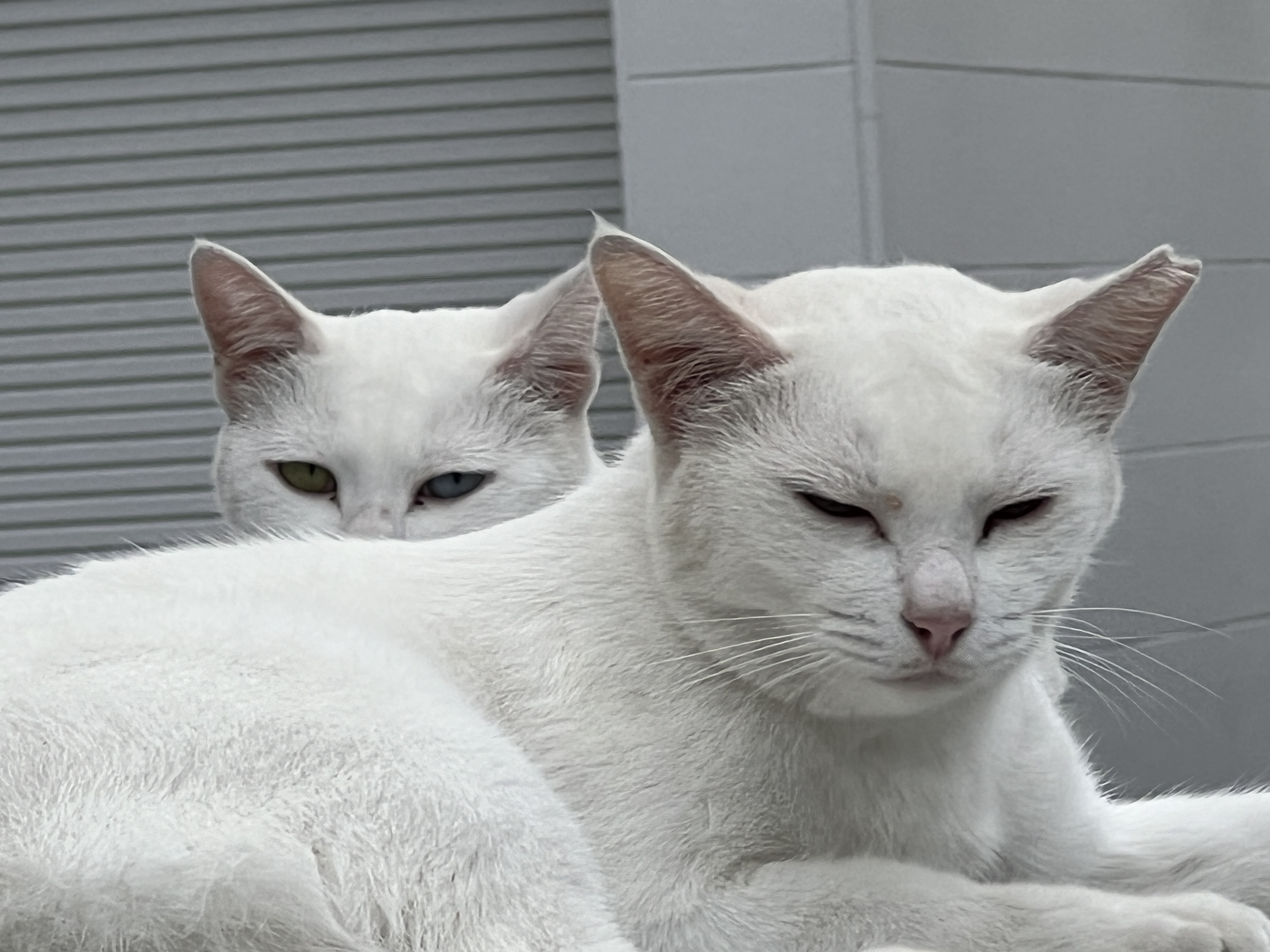 白猫好き しろねこおっどあい #かりん様 #ねこと #ねこ好き #しろねこさん