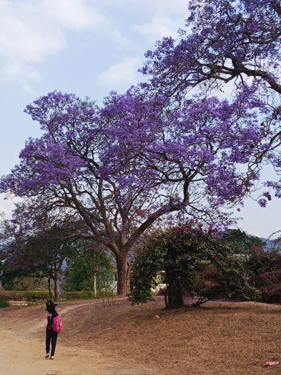Mutare, en Zimbabue, es como la ciudad de los jacarandas. #mutare