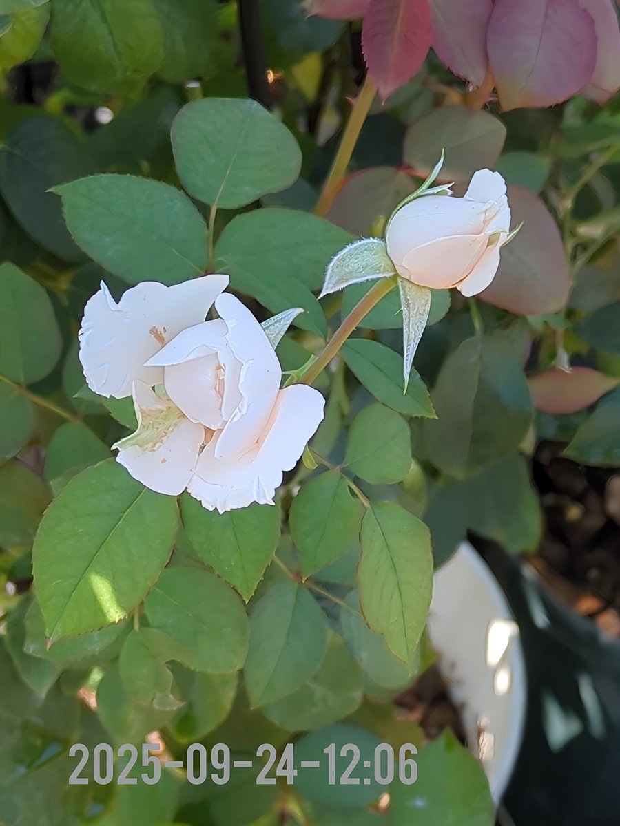 perfectlove1967's tweet image. ⚪️

清楚に咲く白いバラ。
—— ひとひらの静けさと、これからの希望をそっと秘めて。

（花言葉：純潔・深い尊敬）

#WhiteRose #Purity #Respect

Gracefully blooming, the white rose —
holding within its petals both quiet purity and hope to come.
(Flower meaning: purity, deep respect)